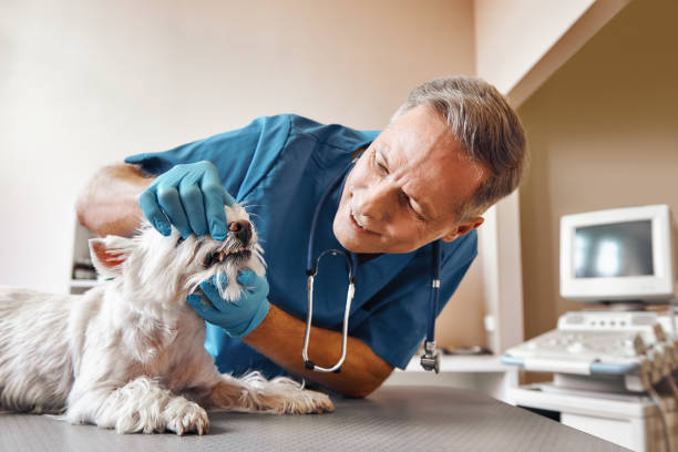 Best After-Hours Emergency Dentist in Kraemer, LA
